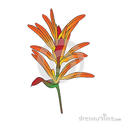 Heliconia folwer Stock Photo