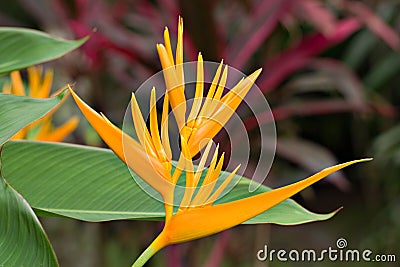 Heliconia Golden Torch Stock Photo