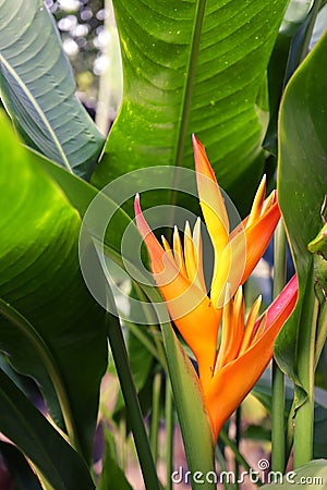 Heliconia golden torch, false bird of paradise flower in the garden. Stock Photo