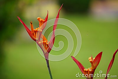 Heliconia (Heliconiaceae, lobster-claws, toucan beak, wild plantains, false bird of paradise) with natural background Stock Photo