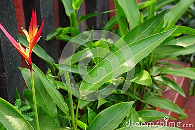 Heliconia (Heliconiaceae, lobster-claws, toucan beak, wild plantains, false bird of paradise) with natural background Stock Photo