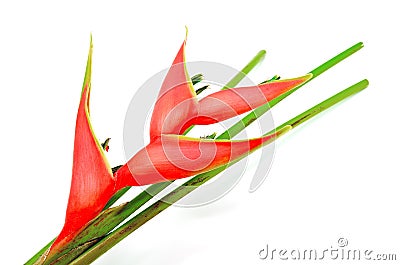 Heliconia isolated Stock Photo