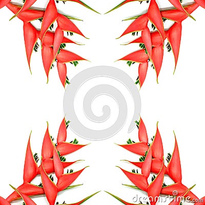 Heliconia isolated Stock Photo