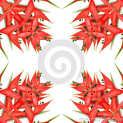 Heliconia isolated Stock Photo