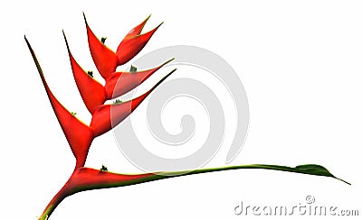 Heliconia isolated on white background. Stock Photo