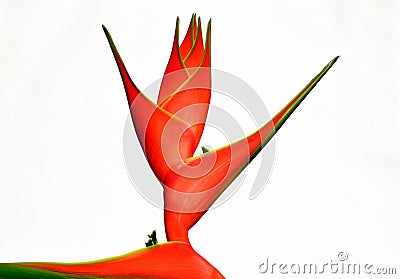 Heliconia isolated on white background. Stock Photo