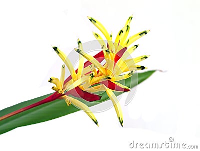 Heliconia, Lady Di Heliconia, or Parakeet Flower Stock Photo