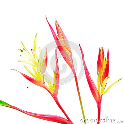 Heliconia 'Lady Di' Stock Photo