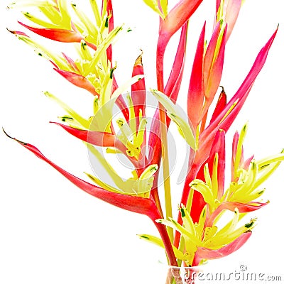 Heliconia 'Lady Di' Stock Photo