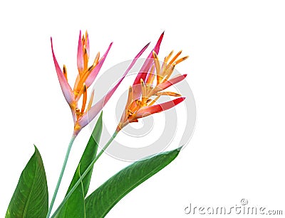 Heliconia Latispatha flower Stock Photo