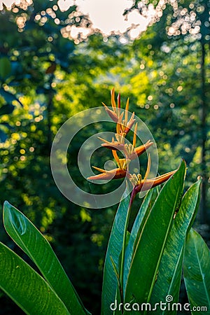 Heliconia latispatha inflorescences blooming flower in rain forest Stock Photo