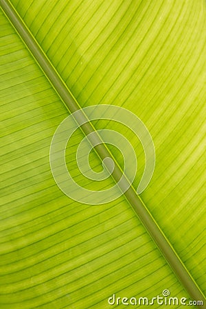 Heliconia Leaf Stock Photo