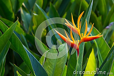 Heliconia, Lobster-claws Stock Photo