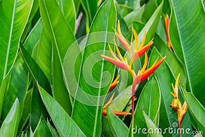 The Heliconia, Lobster-claws Stock Photo