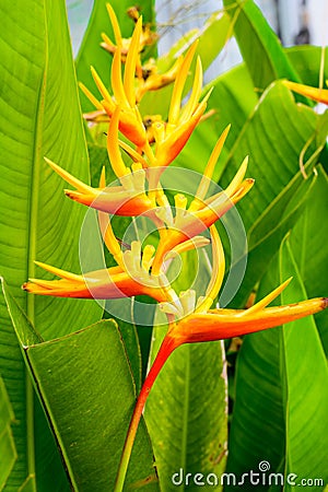 Heliconia Stock Photo