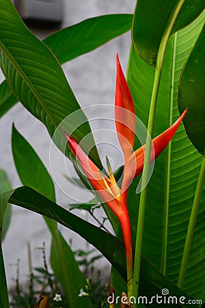 Heliconia Orang-Green Torch Flower withgreen leaves background Stock Photo