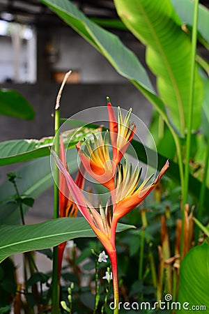 Heliconia Orang-Green Torch Flower withgreen leaves background Stock Photo