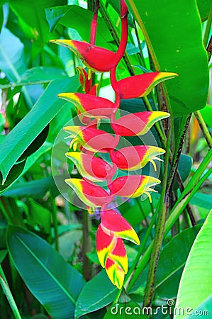 Heliconia Pendula, Costa Rica Stock Photo