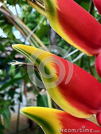 Heliconia Plant seen in detail. Stock Photo