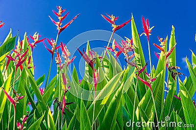 Heliconia psittacorum flower field with blue sky Stock Photo