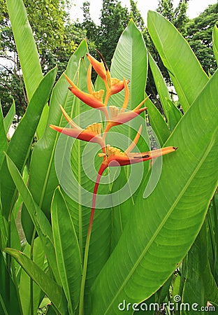 Heliconia psittacorum Stock Photo