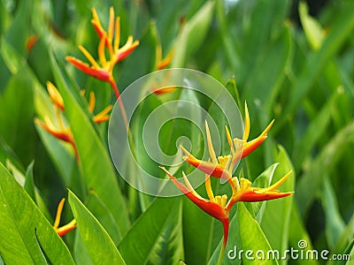 Heliconia Psittacorum flower Stock Photo