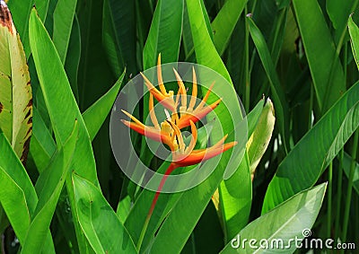 Heliconia psittacorum Stock Photo