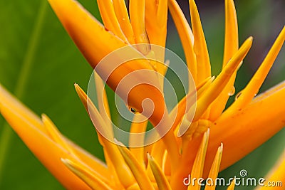 Heliconia Psittacorum, golden torch flower in Malaysia Stock Photo