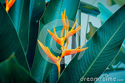 Heliconia psittacorum or Golden Torch flowers with green leaves Stock Photo
