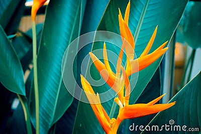 Heliconia psittacorum or Golden Torch flowers with green leaves Stock Photo