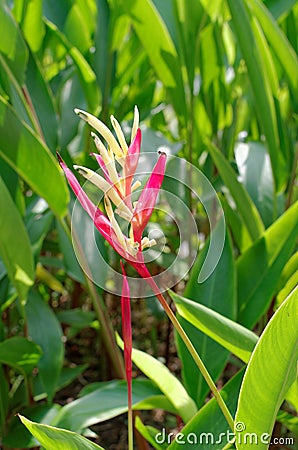 Heliconia psittacorum Stock Photo