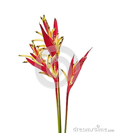 Heliconia psittacorum Parrot`s Beak or Lady Di flowers with leaf, Tropical flowers isolated on white background Stock Photo