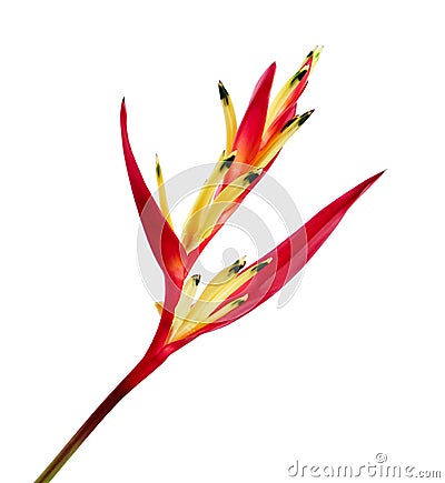 Heliconia psittacorum Parrot`s Beak or Lady Di flowers, Tropical flowers isolated on white background, with clipping path Stock Photo