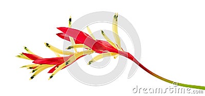 Heliconia psittacorum Parrot`s Beak or Lady Di flowers, Tropical flowers isolated on white background, with clipping path Stock Photo