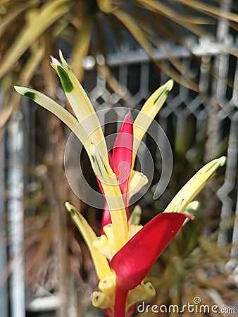 Heliconia psittacorum x spathocircinata Guyana. Also known Guadalupe Stock Photo