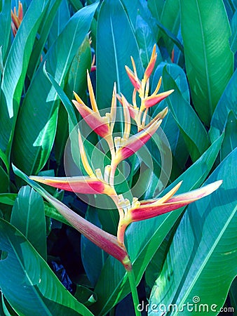 Heliconia red Stock Photo