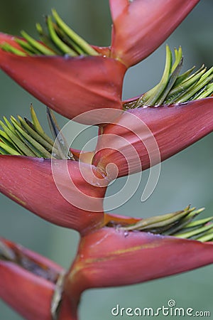 Heliconia rostrata also known as the hanging lobster claw or false bird of paradise Stock Photo