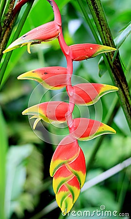 Heliconia rostrata Stock Photo