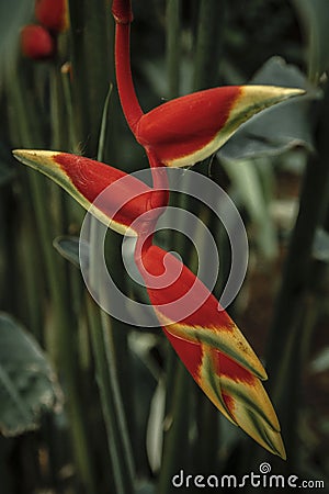 Heliconia rostrata, lobster claw Stock Photo