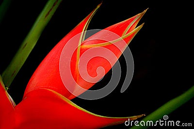 Heliconia Still Life Stock Photo