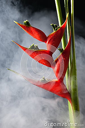 Heliconia stricta still life on black background Stock Photo