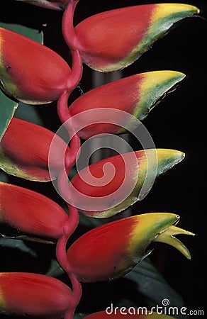 Heliconia, Trinidad. Stock Photo