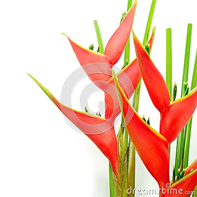 Heliconia Stock Photo