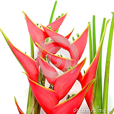 Heliconia Stock Photo