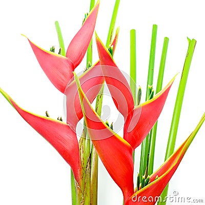 Heliconia Stock Photo