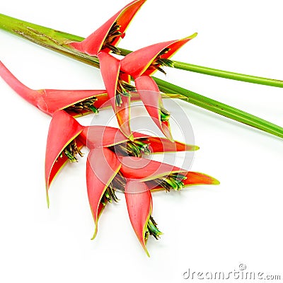 Heliconia Stock Photo