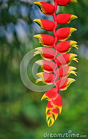 Heliconia Stock Photo