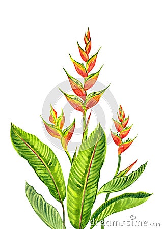 Heliconia tropical plant, watercolor illustration Cartoon Illustration