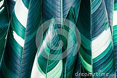 Heliconia variegated foliage, Exotic tropical leaf texture, dark green foliage nature background Stock Photo