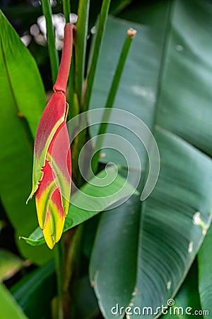 HeliconiaLobster Claw; False Bird of Paradise Stock Photo